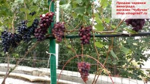 Виноград Велюр. Ранний срок созревания и удивительная бархтная кожица