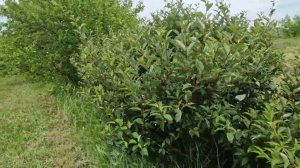 О размножении гуми (лоха многоцветкового)