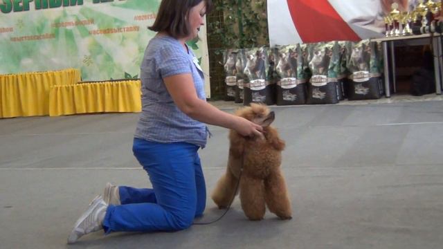 63  Моно пуделей. Касли 04,07,2021.  СОЛНЕЧНЫЙ ЛЕВ РЕЙНВЕЙН РЕНОВАЦИО