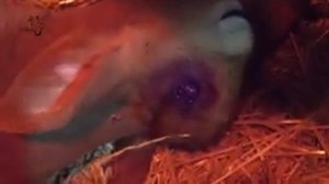 Обезроживание (от слова Рог)  телёнка термокаутером. Самый гуманный способ.