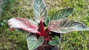 Филодендрон Биркин Пинк - яркая новинка в моей коллекции. Розовый биркин