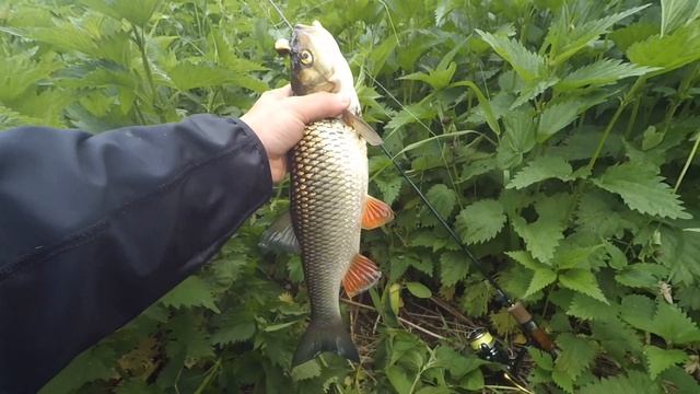 Большой Голавль малой реки! Клев перед грозой! смотреть онлайн