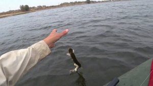 ZIP BAITS ZBL System Minnow 15HD-F и щуки.Pike Fishing.