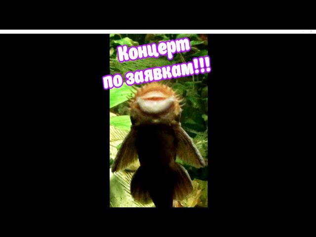 ВЕСЁЛЫЙ ПОЮЩИЙ СОМ  КОНЦЕРТ ПО ЗАЯВКАМ