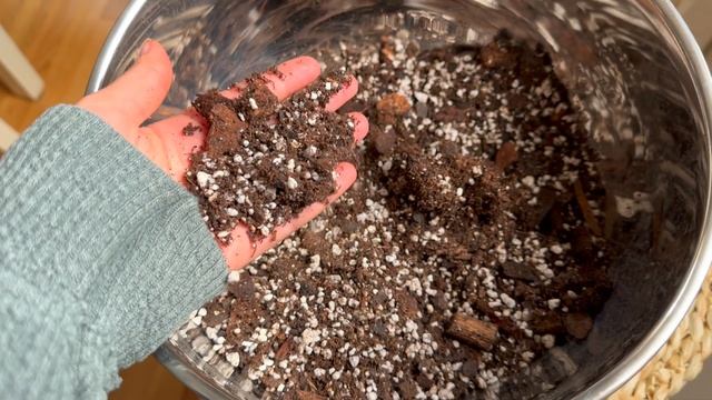 Cast Iron Plant: Care Tips For Beginners (Aspidistra) - Geeky Greenhouse смотреть онлайн