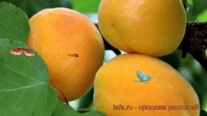 Абрикос обыкновенный Жигулевский сувенир ? обзор: как сажать, саженцы абрикоса Жигулевский сувенир