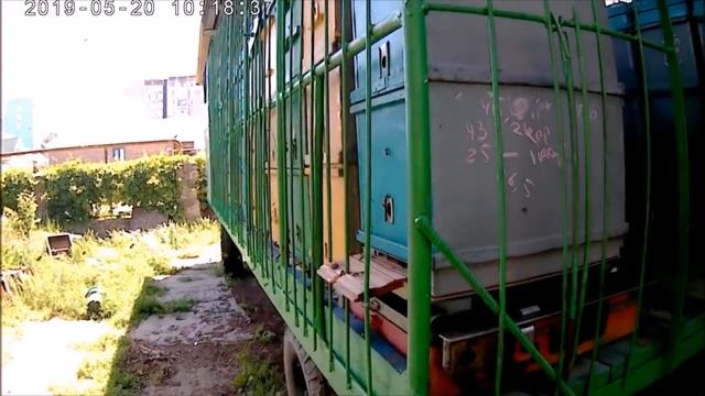 Белая акация 6 день.Уезжаем с 4 кг привеса. Без потерь не обходится выезд.