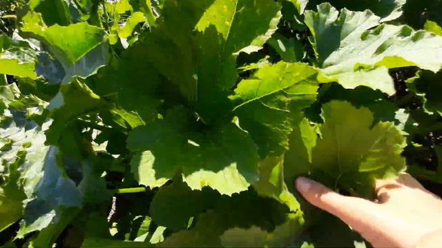 Первый урожай кабачков. смотреть онлайн