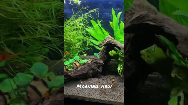 Freshwater Aquarium