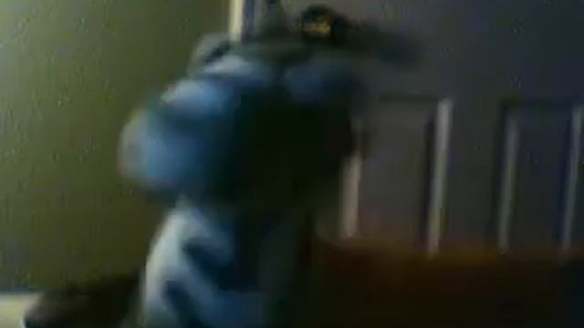 Talking Zerbra hates spera смотреть онлайн