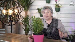 Самшит Посадка и Уход ?Полезные Советы от Хитсад ТВ