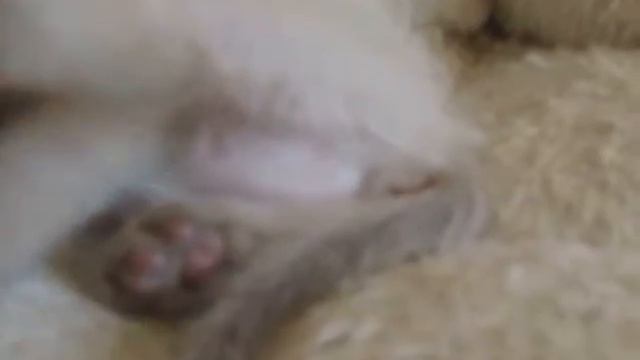 YAHONT ROYAL SYMPHONY m,n,1m, dob 21/12/16 смотреть онлайн