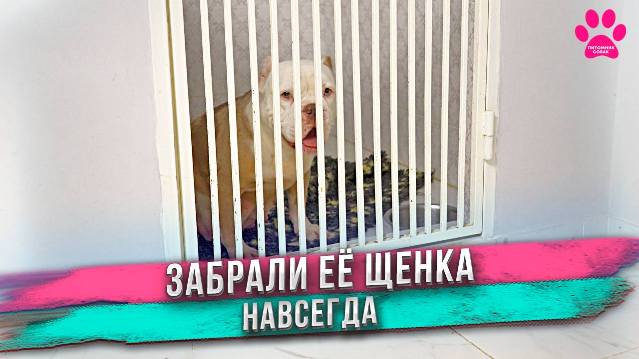 Отняли новорожденного щенка у собаки. Щенка будет растить другая собака! Мать его больше не увидит! смотреть онлайн