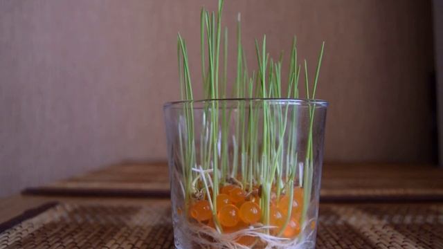 выращивание пшеницы на декоративной почве смотреть онлайн