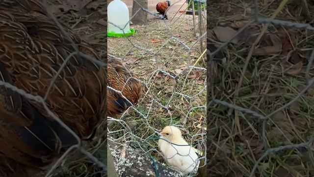 Вальдорфский детский сад и школа в Германии. Дополнительный двор немецкой школы смотреть онлайн