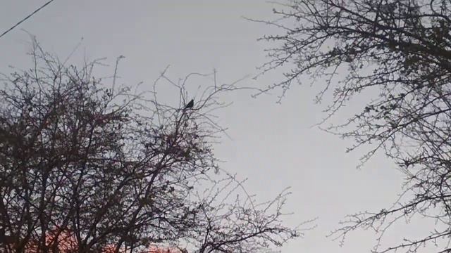 Скворец. Апрель. Калининградская область. Нивенское. смотреть онлайн