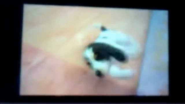 Nintendogs Cats- all tricks смотреть онлайн