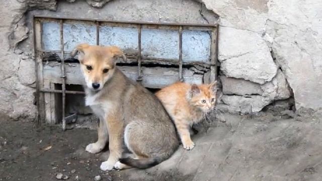 Бездомные животные.Подари мне жизнь! смотреть онлайн