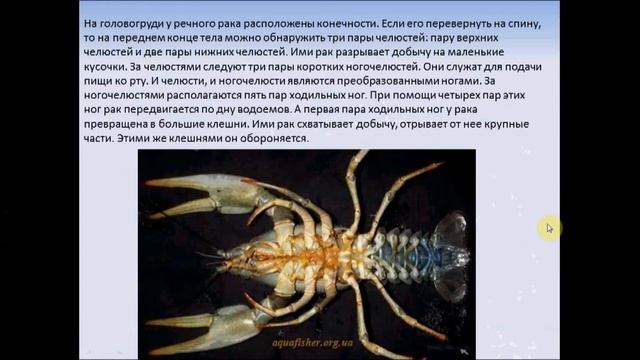 Класс ракообразные. Биология 7 класс смотреть онлайн