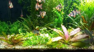 Драка суматранских барбусов