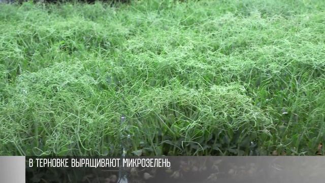 Полезная микрозелень, или какие витамины нужны весной смотреть онлайн