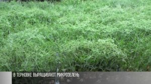 Полезная микрозелень, или какие витамины нужны весной
