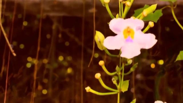 Mantra Mix   Ajeet Kaur   Snatam Kaur And More