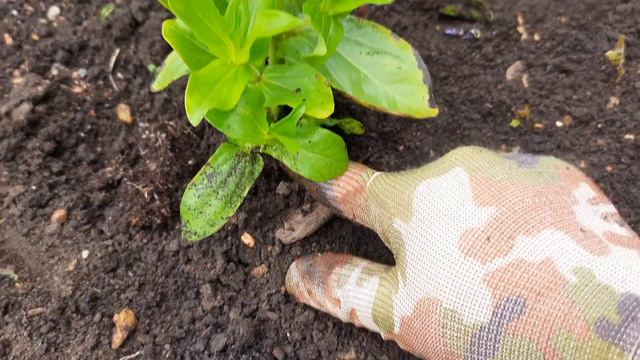 ВЫСАДКА ЦВЕТОЧНОЙ РАССАДЫ И ПОДКОРМКА ЦВЕТОВ 💐 @user-dg7bv1nl5f смотреть онлайн