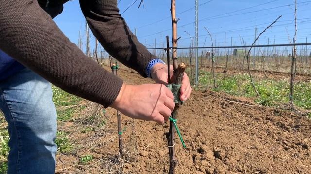 Dravý roztoč Typhlodromus Pyri vo vinohradoch vinárstva Tajna смотреть онлайн