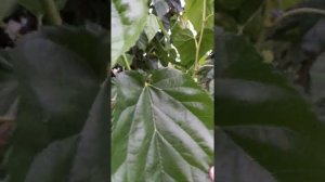 Шелковица Галиция. Июнь 2022г.