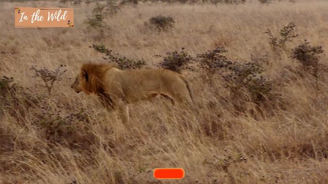 ONE-EYED KING OF THE JUNGLE. #wildlife #bigfive #lion #lioncubs #safari #savannah #wild #wildanimal смотреть онлайн