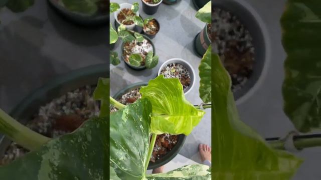 Cách chăm sóc Ráy Var khoẻ mạnh | how to grow and propagation alocasia variegated. смотреть онлайн