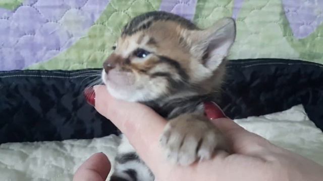 Бенгальский котенок. смотреть онлайн