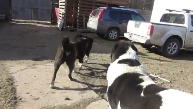 Кара (7,5 лет) и Жужа (1,5 года). Иерархия в стае. смотреть онлайн
