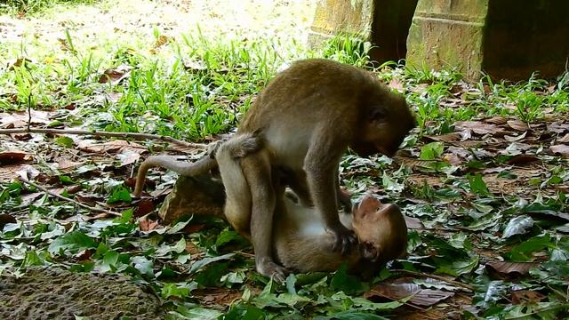 Best Action Of Mini Monkeys In Group Ameri Like Funny Style Friendly