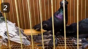 Продажа Узбекских голубей (Москва)