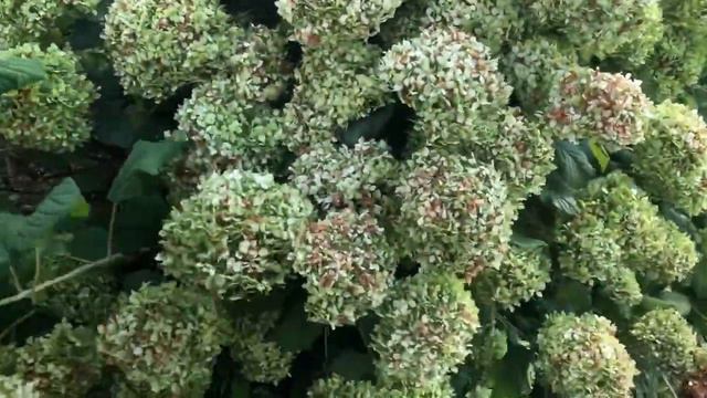 🍀💚🤍Update on my transplanted Annabelle hydrangea flower bush 8/12/2021🤍💚🍀 смотреть онлайн