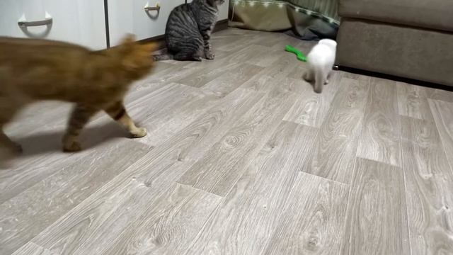 Интерактивная змея. Игрушка для котов. смотреть онлайн