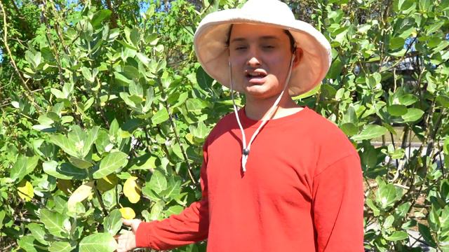 Milkweed: Fleet Farming's Plant of the Month! смотреть онлайн