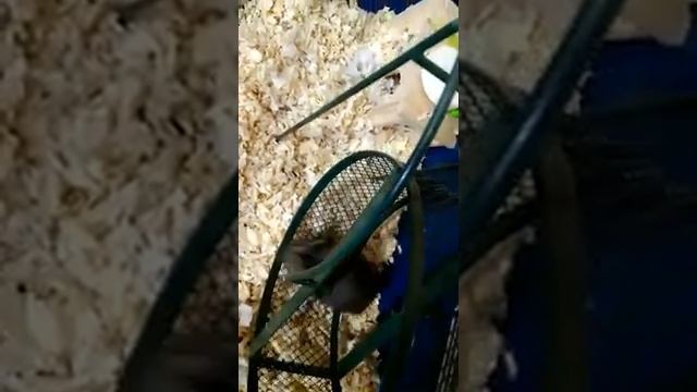 Хомяк издает странные звуки смотреть онлайн