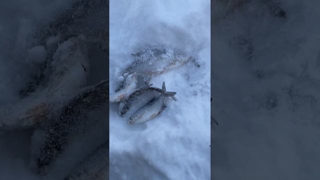 Только такая ловится #глухозимье #рыбалкакстово #густера смотреть онлайн