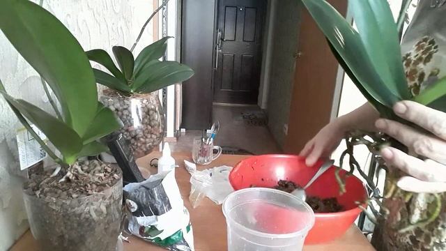 Пересадка орхидеи Амадеус,причина