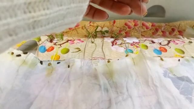 Ипомея. Рассада ипомеи. смотреть онлайн