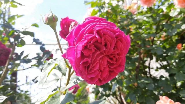 Английская роза ФАЛЬСТАФ / rose Falstaff / ROZI MIRA смотреть онлайн