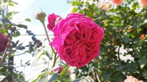 Английская роза ФАЛЬСТАФ / rose Falstaff / ROZI MIRA