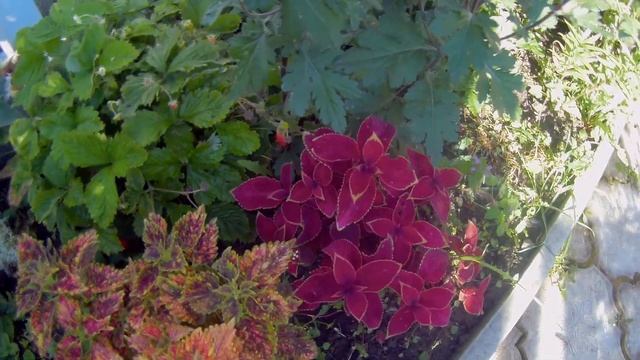 Колеусы в августе?☘️ разнообразие расцветок в саду смотреть онлайн