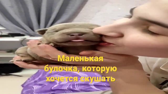 Девчуля американского булли в поисках родителей смотреть онлайн