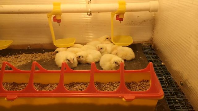 Бройлеры вылупились смотреть онлайн