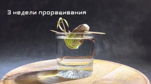 МАНГО ДОМА | Как вырастить манго из косточки?