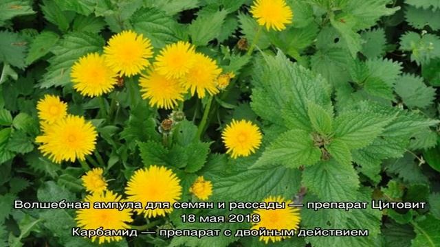 Удобрение из крапивы и одуванчиков смотреть онлайн